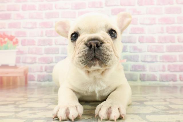 秋田県のフレンチブルドッグ (Coo&RIKU秋田店/2025年9月20日生まれ/女の子/クリーム)の子犬