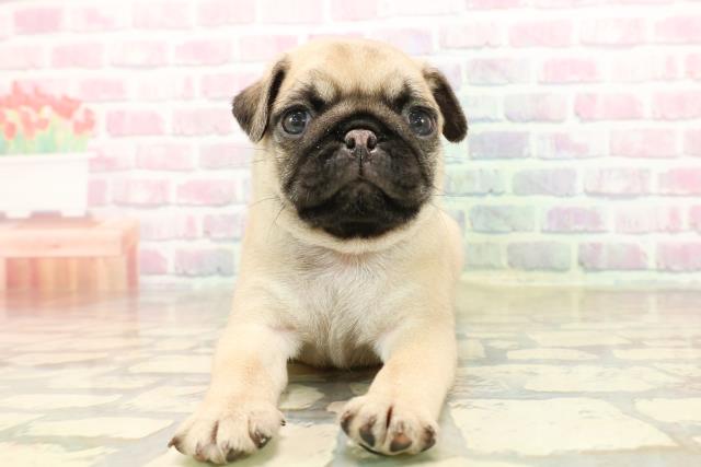 群馬県のパグ (Coo&RIKU前橋店/2025年9月22日生まれ/男の子/フォーン)の子犬の1枚目の画像