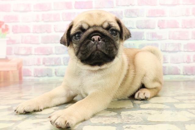 群馬県のパグ (Coo&RIKU前橋店/2025年9月22日生まれ/男の子/フォーン)の子犬の2枚目の画像