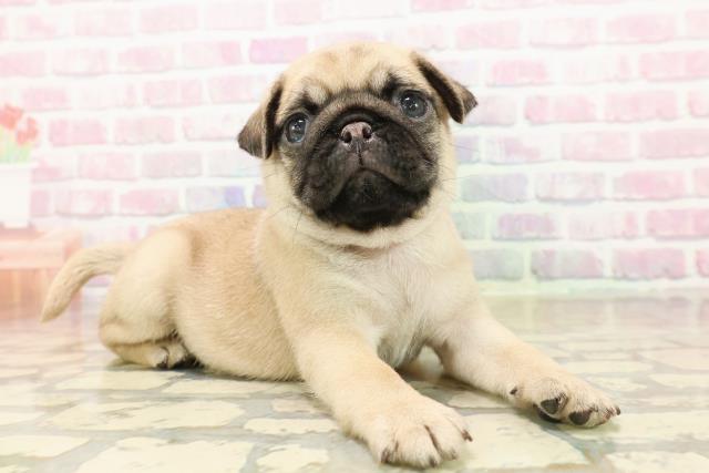 群馬県のパグ (Coo&RIKU前橋店/2025年9月22日生まれ/男の子/フォーン)の子犬の3枚目の画像