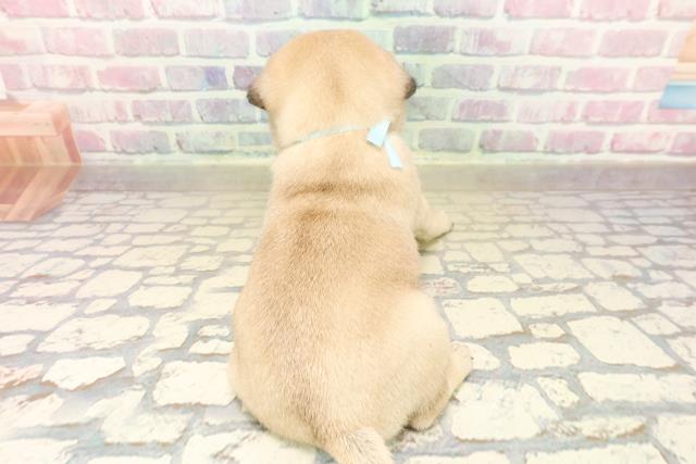 群馬県のパグ (Coo&RIKU前橋店/2025年9月22日生まれ/男の子/フォーン)の子犬の4枚目の画像