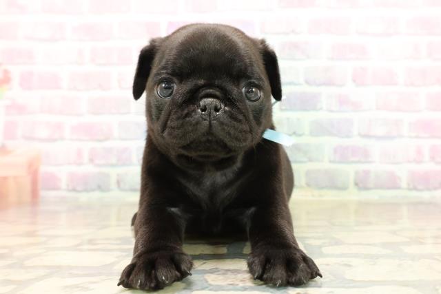 東京都のパグ (Coo&RIKU池袋西口店/2025年9月22日生まれ/男の子/ブラック)の子犬