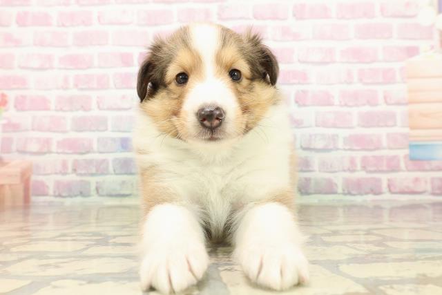 神奈川県のシェットランドシープドッグ (Coo&RIKU横浜青葉店/2025年9月23日生まれ/男の子/セーブルホワイト)の子犬の1枚目の画像