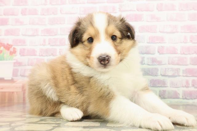 神奈川県のシェットランドシープドッグ (Coo&RIKU横浜青葉店/2025年9月23日生まれ/男の子/セーブルホワイト)の子犬の3枚目の画像