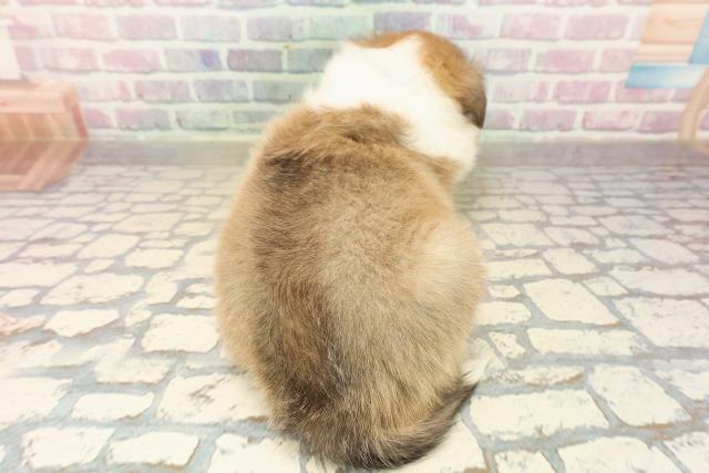 神奈川県のシェットランドシープドッグ (Coo&RIKU横浜青葉店/2025年9月23日生まれ/男の子/セーブルホワイト)の子犬の4枚目の画像