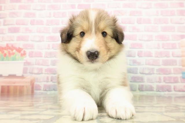 シェットランドシープドッグ