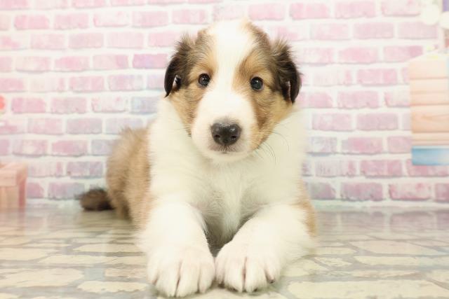 千葉県のシェットランドシープドッグ (Coo&RIKU東船橋店/2025年9月23日生まれ/男の子/セーブルホワイト)の子犬の1枚目の画像