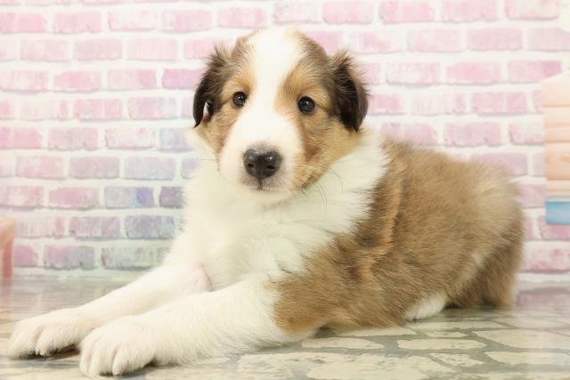 千葉県のシェットランドシープドッグ (Coo&RIKU東船橋店/2025年9月23日生まれ/男の子/セーブルホワイト)の子犬の2枚目の画像