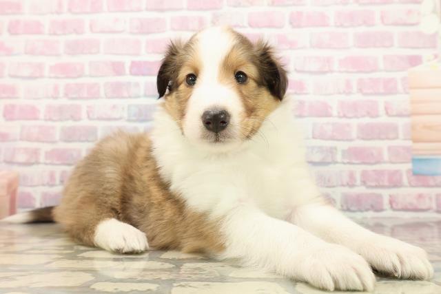 千葉県のシェットランドシープドッグ (Coo&RIKU東船橋店/2025年9月23日生まれ/男の子/セーブルホワイト)の子犬の3枚目の画像