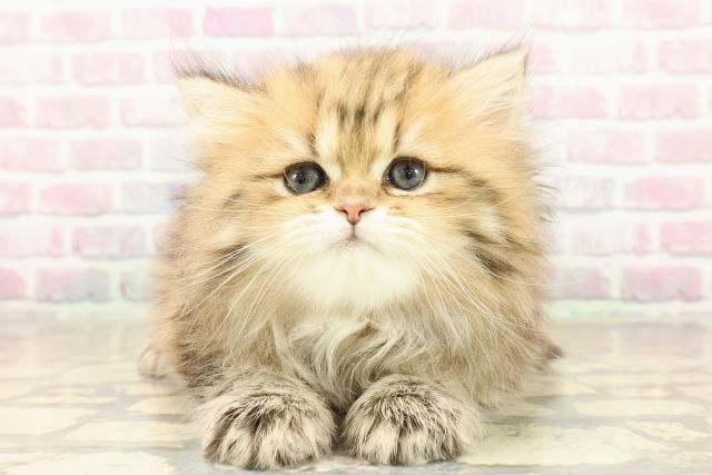 群馬県のペルシャ (Coo&RIKU伊勢崎店/2025年9月23日生まれ/女の子/チンチラゴールデン)の子猫の1枚目の画像