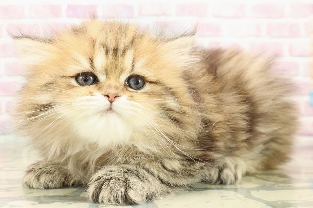 群馬県のペルシャ (Coo&RIKU伊勢崎店/2025年9月23日生まれ/女の子/チンチラゴールデン)の子猫の2枚目の画像