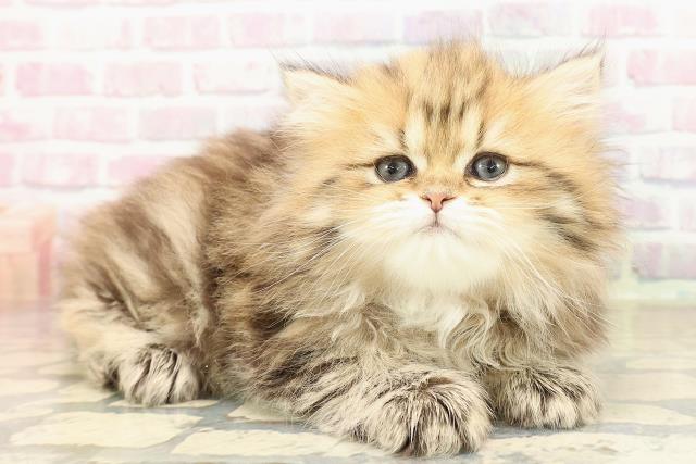 群馬県のペルシャ (Coo&RIKU伊勢崎店/2025年9月23日生まれ/女の子/チンチラゴールデン)の子猫の3枚目の画像