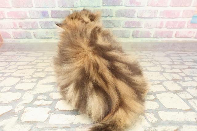 群馬県のペルシャ (Coo&RIKU伊勢崎店/2025年9月23日生まれ/女の子/チンチラゴールデン)の子猫の4枚目の画像