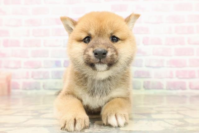 秋田県の豆柴 (Coo&RIKU秋田店/2025年9月23日生まれ/女の子/赤)の子犬の1枚目の画像