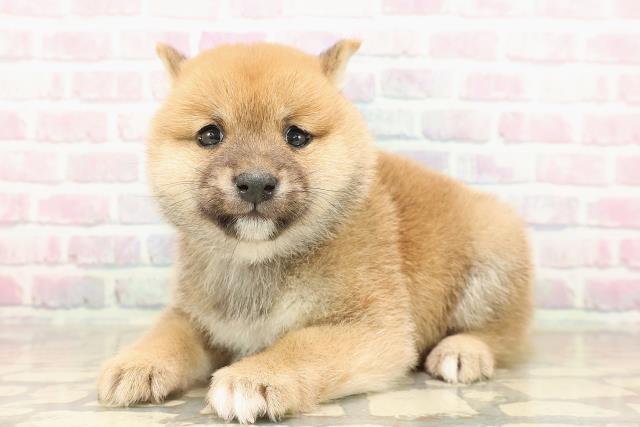 秋田県の豆柴 (Coo&RIKU秋田店/2025年9月23日生まれ/女の子/赤)の子犬の2枚目の画像