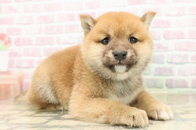 秋田県の豆柴 (Coo&RIKU秋田店/2025年9月23日生まれ/女の子/赤)の子犬の3枚目の画像