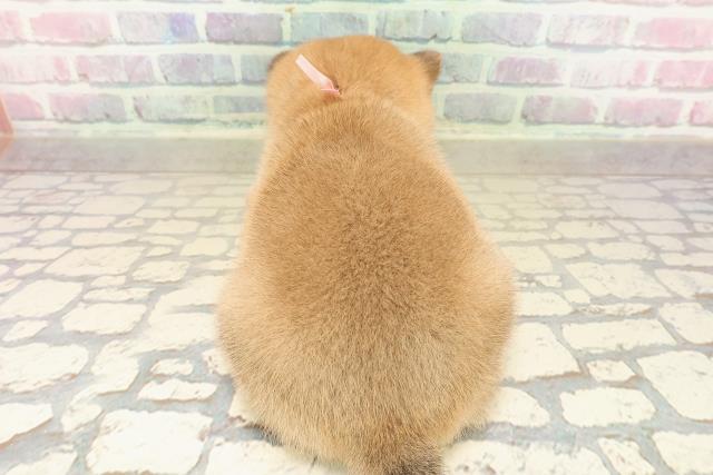 秋田県の豆柴 (Coo&RIKU秋田店/2025年9月23日生まれ/女の子/赤)の子犬の4枚目の画像