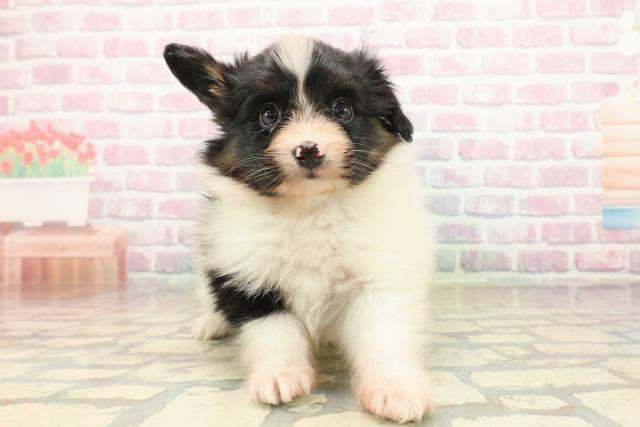 福井県のパピヨン (Coo&RIKU福井店/2025年9月23日生まれ/男の子/トライカラー)の子犬の1枚目の画像