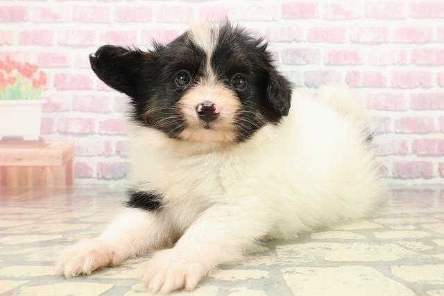 福井県のパピヨン (Coo&RIKU福井店/2025年9月23日生まれ/男の子/トライカラー)の子犬の2枚目の画像