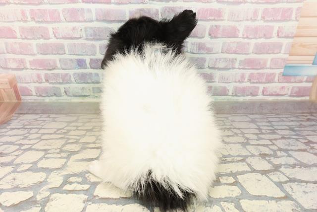 福井県のパピヨン (Coo&RIKU福井店/2025年9月23日生まれ/男の子/トライカラー)の子犬の4枚目の画像