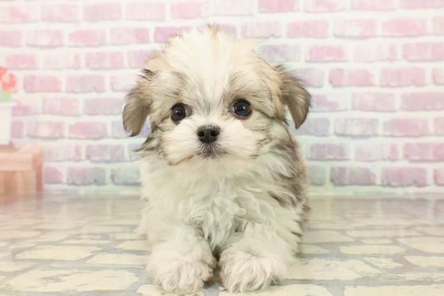 東京都のチワマル/マルチワ(チワワ×マルチーズ) (Coo&RIKU秋葉原店/2025年9月22日生まれ/男の子/パーティーカラー)の子犬の1枚目の画像