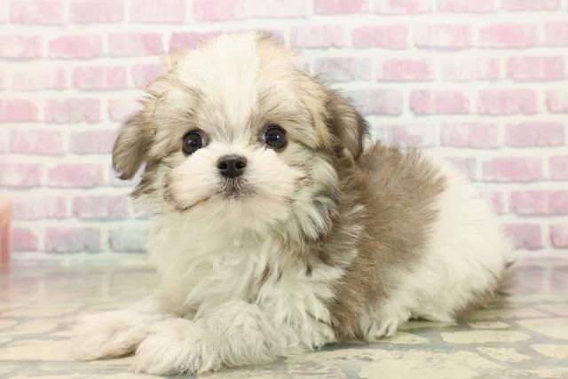 東京都のチワマル/マルチワ(チワワ×マルチーズ) (Coo&RIKU秋葉原店/2025年9月22日生まれ/男の子/パーティーカラー)の子犬の2枚目の画像