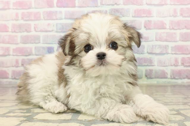 東京都のチワマル/マルチワ(チワワ×マルチーズ) (Coo&RIKU秋葉原店/2025年9月22日生まれ/男の子/パーティーカラー)の子犬の3枚目の画像