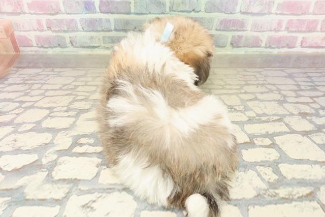 東京都のチワマル/マルチワ(チワワ×マルチーズ) (Coo&RIKU秋葉原店/2025年9月22日生まれ/男の子/パーティーカラー)の子犬の4枚目の画像