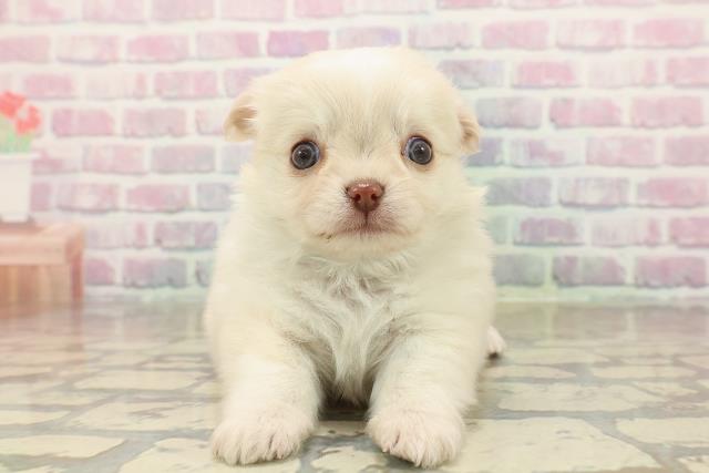 チワワ(ロングコート)