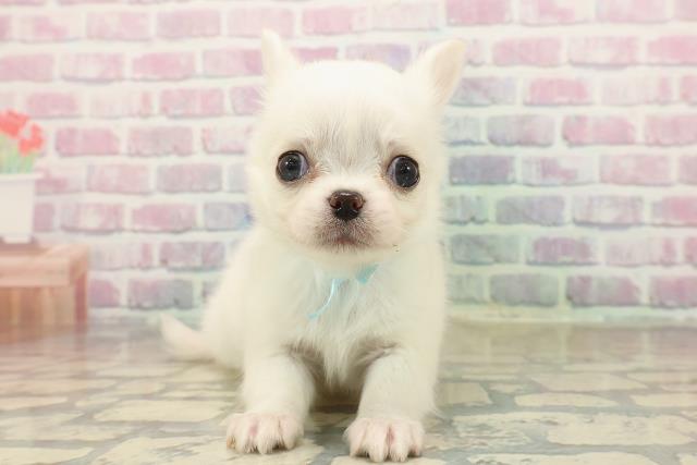 北海道のチワワ(ロング) (Coo&RIKU北見店/2025年9月23日生まれ/男の子/クリーム)の子犬の1枚目の画像