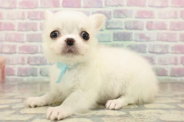 北海道のチワワ(ロング) (Coo&RIKU北見店/2025年9月23日生まれ/男の子/クリーム)の子犬の2枚目の画像