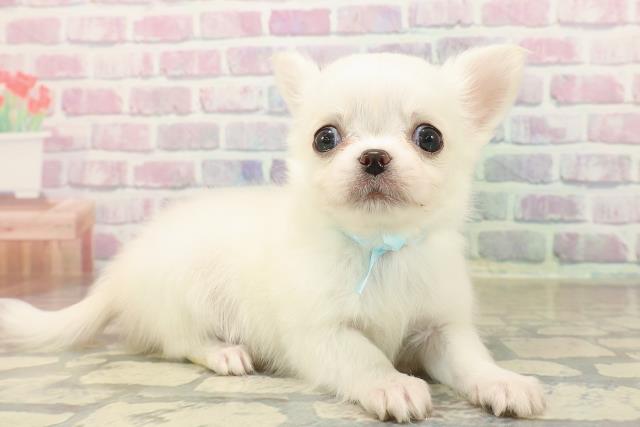 北海道のチワワ(ロング) (Coo&RIKU北見店/2025年9月23日生まれ/男の子/クリーム)の子犬の3枚目の画像