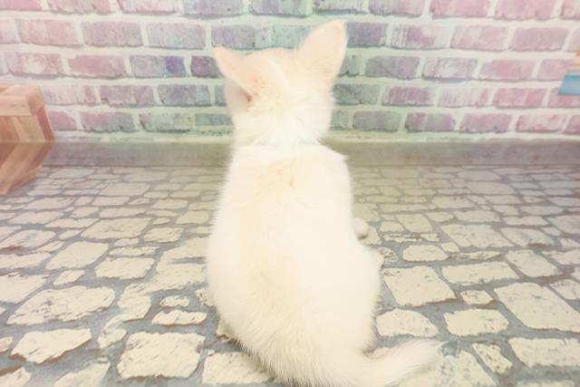 北海道のチワワ(ロング) (Coo&RIKU北見店/2025年9月23日生まれ/男の子/クリーム)の子犬の4枚目の画像