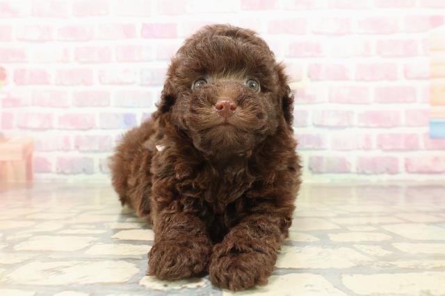 滋賀県のトイプードル(トイ) (Coo&RIKU東近江店/2025年9月23日生まれ/女の子/ブラウン)の子犬の1枚目の画像