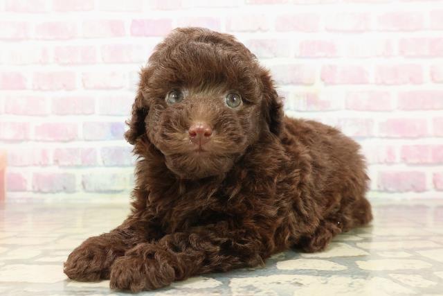 滋賀県のトイプードル(トイ) (Coo&RIKU東近江店/2025年9月23日生まれ/女の子/ブラウン)の子犬の2枚目の画像