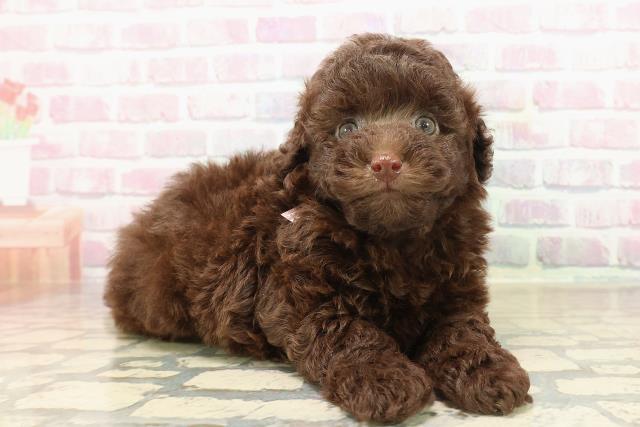 滋賀県のトイプードル(トイ) (Coo&RIKU東近江店/2025年9月23日生まれ/女の子/ブラウン)の子犬の3枚目の画像