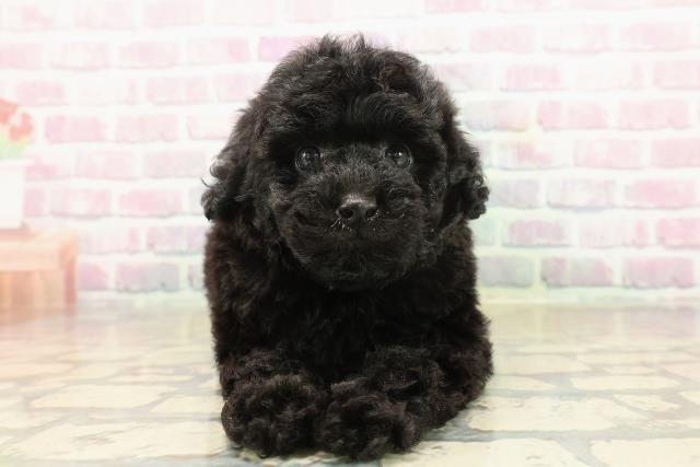 神奈川県のトイプードル(トイ) (Coo&RIKU相模原店/2025年9月23日生まれ/女の子/ブラック)の子犬の1枚目の画像