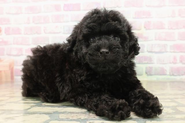 神奈川県のトイプードル(トイ) (Coo&RIKU相模原店/2025年9月23日生まれ/女の子/ブラック)の子犬の3枚目の画像