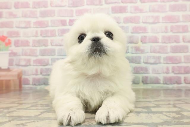 石川県のペキニーズ (Coo&RIKUイオン野々市南店/2025年9月20日生まれ/女の子/ホワイト)の子犬の1枚目の画像