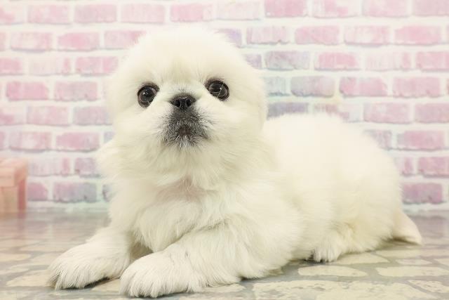 石川県のペキニーズ (Coo&RIKUイオン野々市南店/2025年9月20日生まれ/女の子/ホワイト)の子犬の2枚目の画像