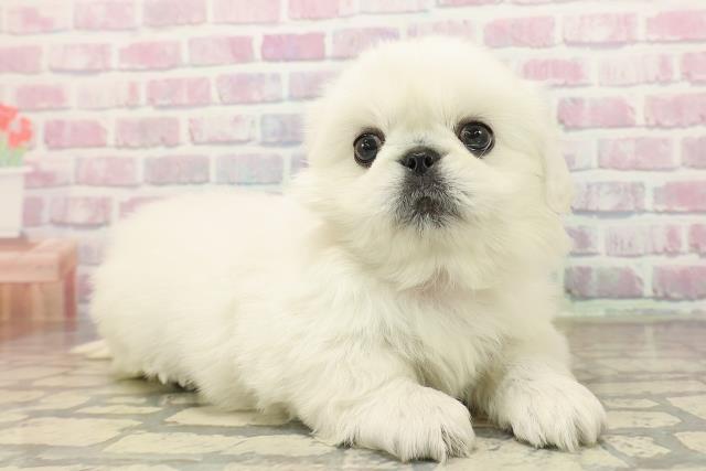 石川県のペキニーズ (Coo&RIKUイオン野々市南店/2025年9月20日生まれ/女の子/ホワイト)の子犬の3枚目の画像