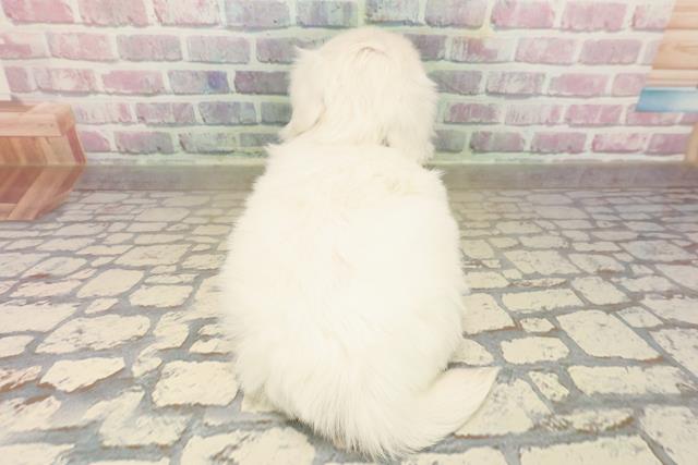 石川県のペキニーズ (Coo&RIKUイオン野々市南店/2025年9月20日生まれ/女の子/ホワイト)の子犬の4枚目の画像