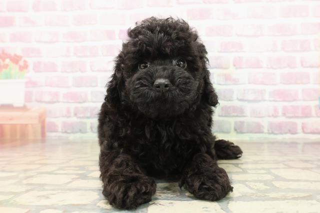 新潟県のトイプードル(トイ) (Coo&RIKU長岡店/2025年9月21日生まれ/女の子/ブラック)の子犬の1枚目の画像