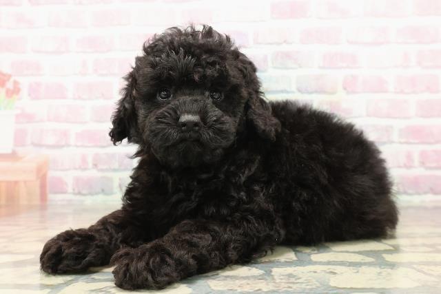 新潟県のトイプードル(トイ) (Coo&RIKU長岡店/2025年9月21日生まれ/女の子/ブラック)の子犬の2枚目の画像