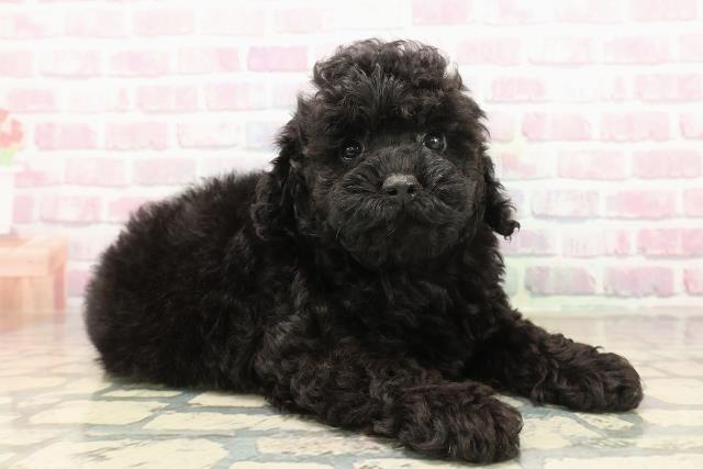 新潟県のトイプードル(トイ) (Coo&RIKU長岡店/2025年9月21日生まれ/女の子/ブラック)の子犬の3枚目の画像