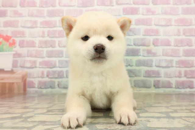 神奈川県の豆柴 (Coo&RIKU横浜青葉店/2025年9月21日生まれ/男の子/白)の子犬の1枚目の画像