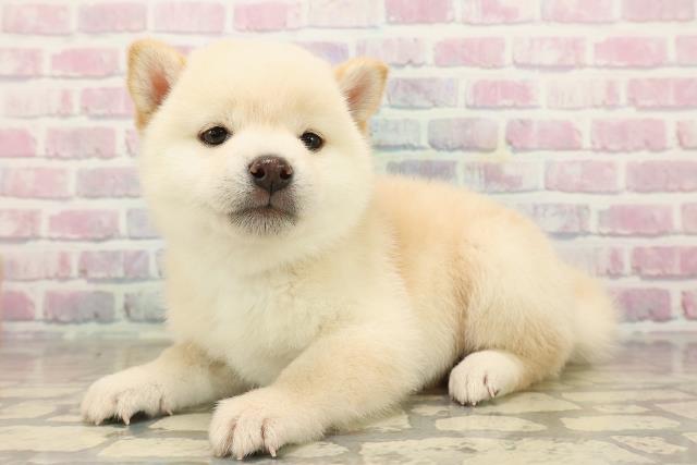 神奈川県の豆柴 (Coo&RIKU横浜青葉店/2025年9月21日生まれ/男の子/白)の子犬の2枚目の画像