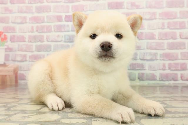 神奈川県の豆柴 (Coo&RIKU横浜青葉店/2025年9月21日生まれ/男の子/白)の子犬の3枚目の画像