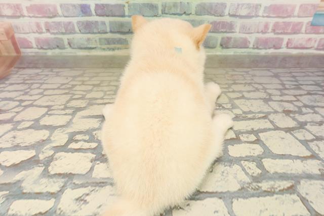 神奈川県の豆柴 (Coo&RIKU横浜青葉店/2025年9月21日生まれ/男の子/白)の子犬の4枚目の画像