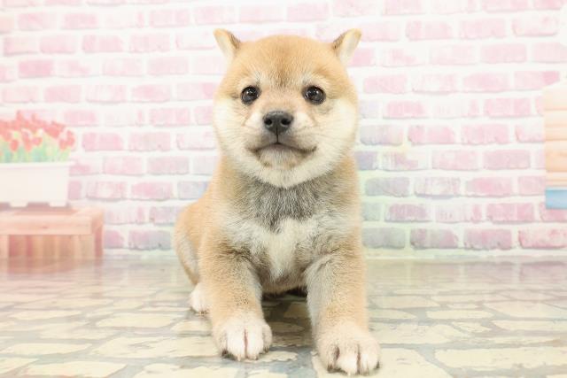 福島県の豆柴 (Coo&RIKUいわき店/2025年9月21日生まれ/男の子/赤)の子犬の1枚目の画像